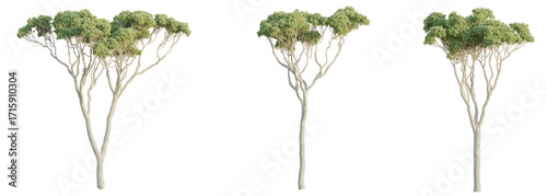 Stone pine Tree 4k cutout transparent background