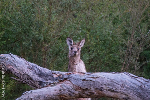 Kangaroo standing behind branch