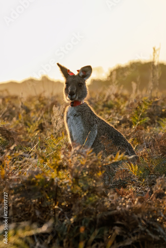 Kangaroo during sunset with ID tag identifier 