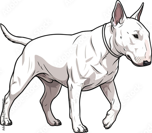 Bull Terrier dog walking movement pose vector illustration