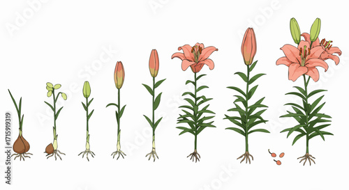 Detailed Botanical Illustration of Lily Growth Stages Lifecycle Diagram