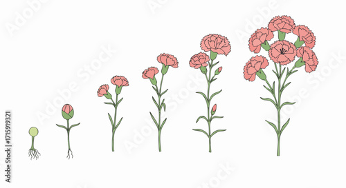 Handdrawn Colored Carnation Plant Growth Stages Illustration on White Background
