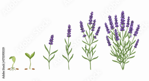 Watercolor Artistic Lavender Growth Stages Plant Life Cycle Illustration