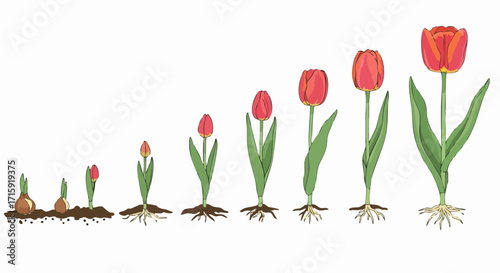 Illustrated Diagram of Tulip Flower Bulb Growing Stages and Development