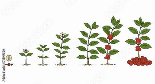 Handdrawn Detailed Coffee Plant Growth Stages Lifecycle Illustration
