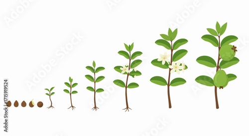 Flat Illustration Plant Growth Stages of Guava Plant Life Cycle