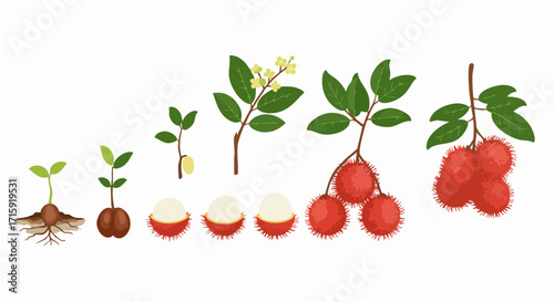 Watercolor Detailed Rambutan Growth Stages Illustration Botany Lifecycle Diagram
