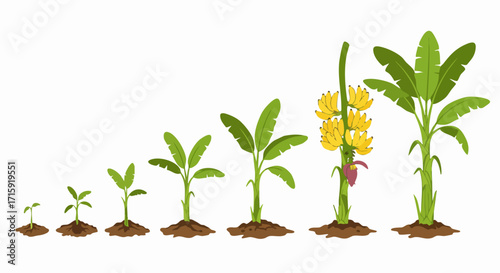 Detailed Flat Illustration Banana Plant Growth Cycle Stages Diagram