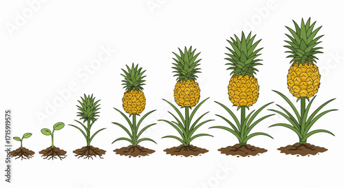 Detailed Handdrawn Pineapple Growth Stages Isolated on White Background Illustration