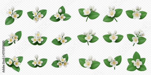 Collection of jasmine flower arrangements with green leaves, featuring various angles and compositions on a transparent background.