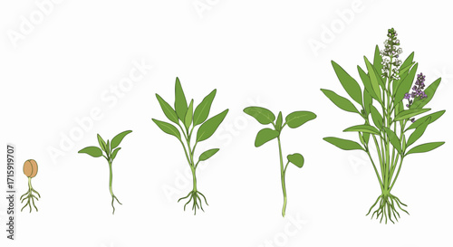 Detailed Handdrawn Sage Plant Growth Stages Botanical Illustration