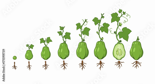 Detailed Handdrawn Chayote Squash Plant Growth Stages Illustration Diagram