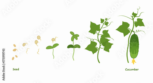 Detailed Flat Design Cucumber Seed Germination and Growth Stages Illustration