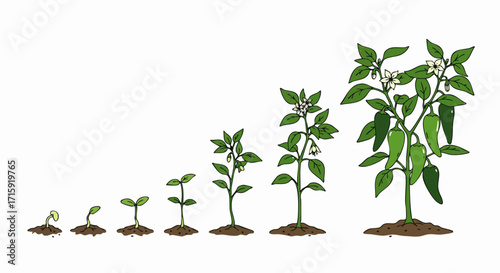 Handdrawn Detailed Growth Stages of Green Chili Pepper Plant Illustration