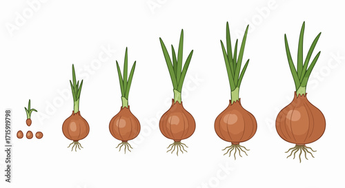 Flat Illustration Onion Growth Stages Agricultural Cycle Farming Vegetable