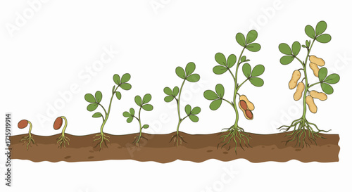 Detailed Handdrawn Peanut Plant Growth Cycle Stages Illustration