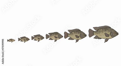 Flat Illustration Fish Life Cycle Growth Stages Aquatic Animal