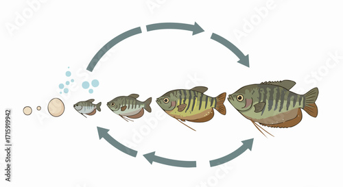 Flat Style Detailed Gourami Fish Life Cycle Diagram Illustration