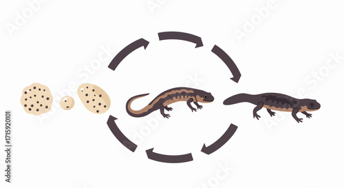 Minimalist Handdrawn Life Cycle of Newt Development Stage Illustration