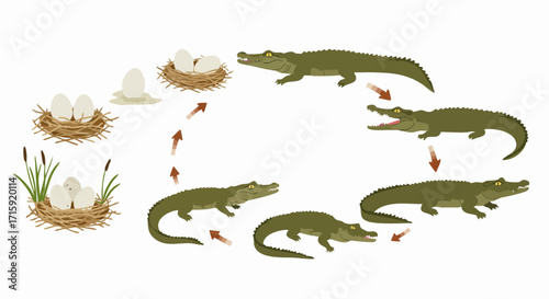Flat Style Detailed Alligator Life Cycle Stages Diagram Illustration
