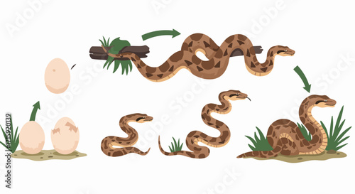Detailed Flat Snake Life Cycle Diagram Illustration Educational Purposes