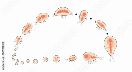 Animated Detailed Life Cycle of Amoeba Illustrative Biology Microbiology