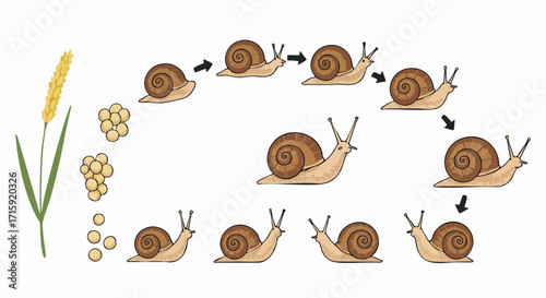 Detailed Flat Illustration Snail Life Cycle With Plant Educational Diagram