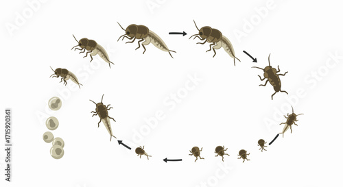 Detailed Illustration of Stonefly Life Cycle Stages on a White Background