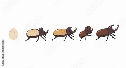 Flat Design Insect Life Cycle Illustration Showing Growth Stages Of Beetle