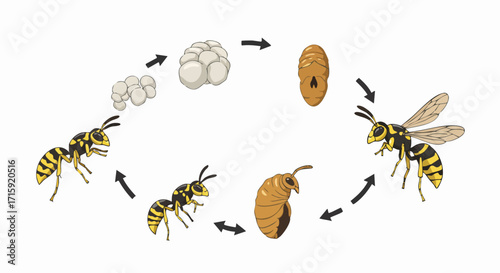 Detailed Flat Illustration Wasp Life Cycle Diagram Educational Biology