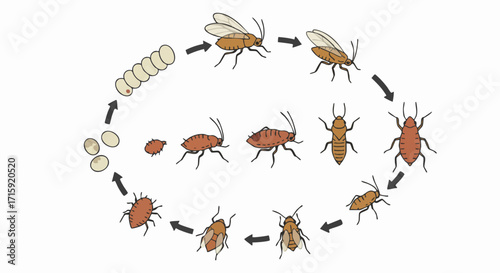 Simple Outline Life Cycle Aphid Growth Stages Insect Development Diagram