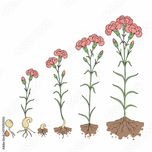 Handdrawn Colorful Plant Growing Stages Illustration with Root and Blossom