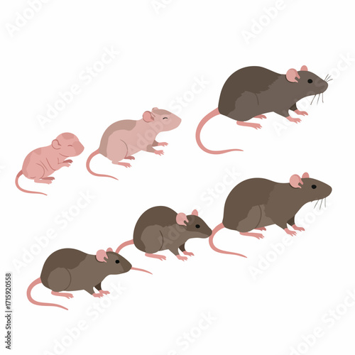 Flat Isometric Illustration Rat Growth Stages Rodent Animal Life Cycle