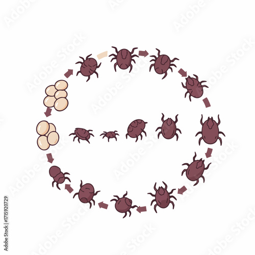 Detailed Flat Cartoon Tick Life Cycle Diagram Educational Illustration