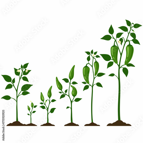 Detailed Flat Chili Pepper Plant Growth Stages Illustration
