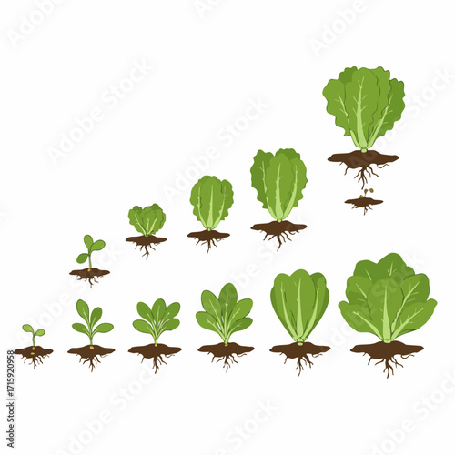 Flat Design Detailed Lettuce Growth Cycle Stage Illustration Agriculture Concept