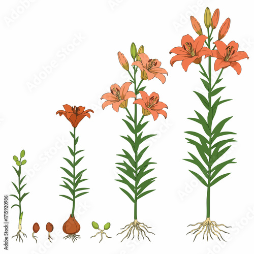 Detailed Illustration Lily Life Cycle Stages Plant Growth Botany Diagram