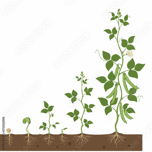 Detailed Flat Illustration Bean Plant Life Cycle Growing Process