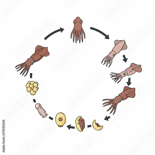 Flat Illustration Life Cycle of a Squid with Arrows Diagram