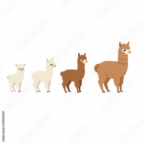 Simple Flat Style Illustration of Alpaca Family Growth Stages Animals