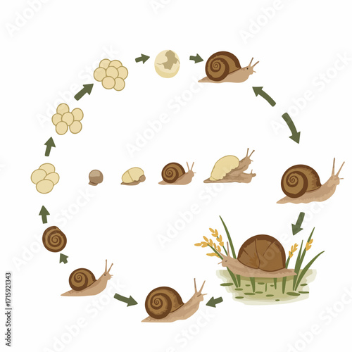 Illustrated Cartoon Snail Life Cycle with Development Stage Biology Diagram