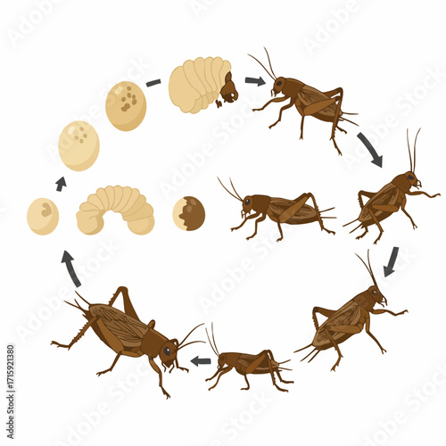 Detailed Illustration of Grasshopper Life Cycle with Various Growth Stages