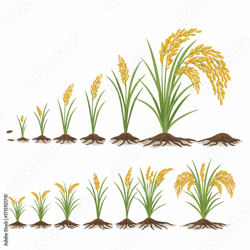 Detailed Illustration Rice Plant Growth Stages Isolated on White Background