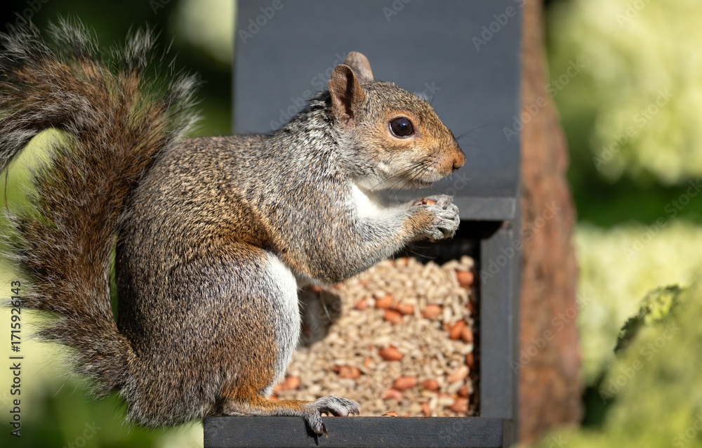 Obraz premium Portrait of a grey squirrel eating nuts and seeds on a squirrel feeder