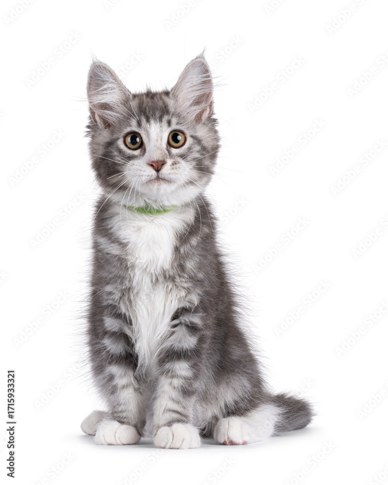 Obraz premium Friendly blue with white Maine Coon cat kitten, sitting up facing front. Looking attentive to camera. Isolated on a white background.