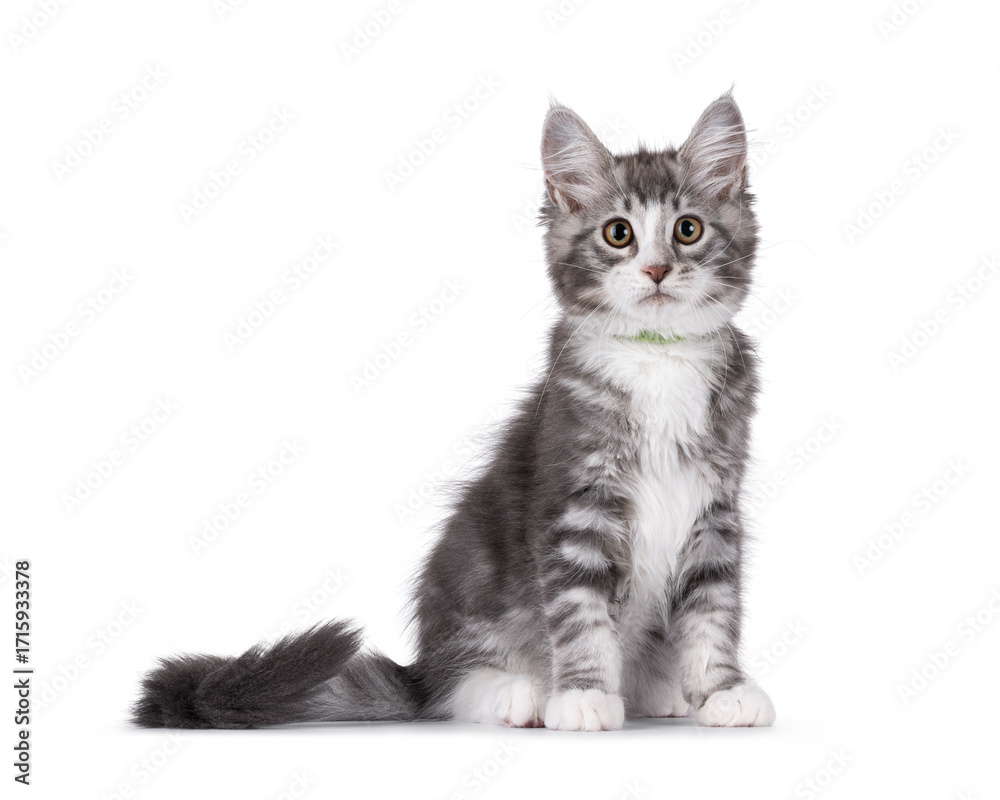 Fototapeta premium Friendly blue with white Maine Coon cat kitten, sitting up side ways. Looking attentive to camera. Isolated on a white background.