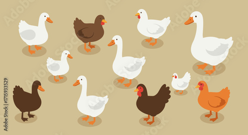 Farm animals collection: isometric geese, ducks, and chickens in various colors