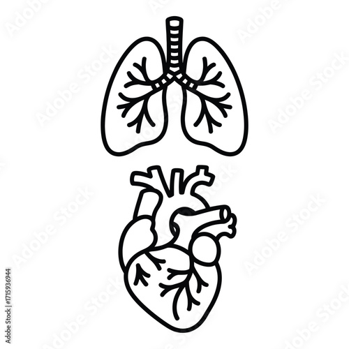 Simple black and white line drawing of human lungs and heart vector illustration silhouette vector illustration white background