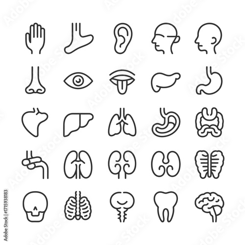 Collection of human anatomy icons vector scalable eps illustration for medical and educational use silhouette vector illustration white background
