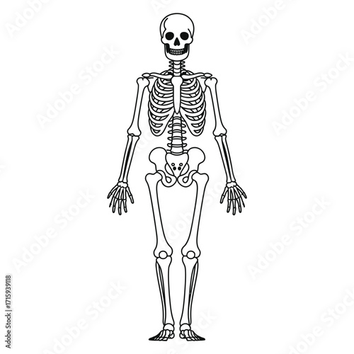 Detailed human skeleton vector illustration anatomical medical science graphic art silhouette vector illustration white background